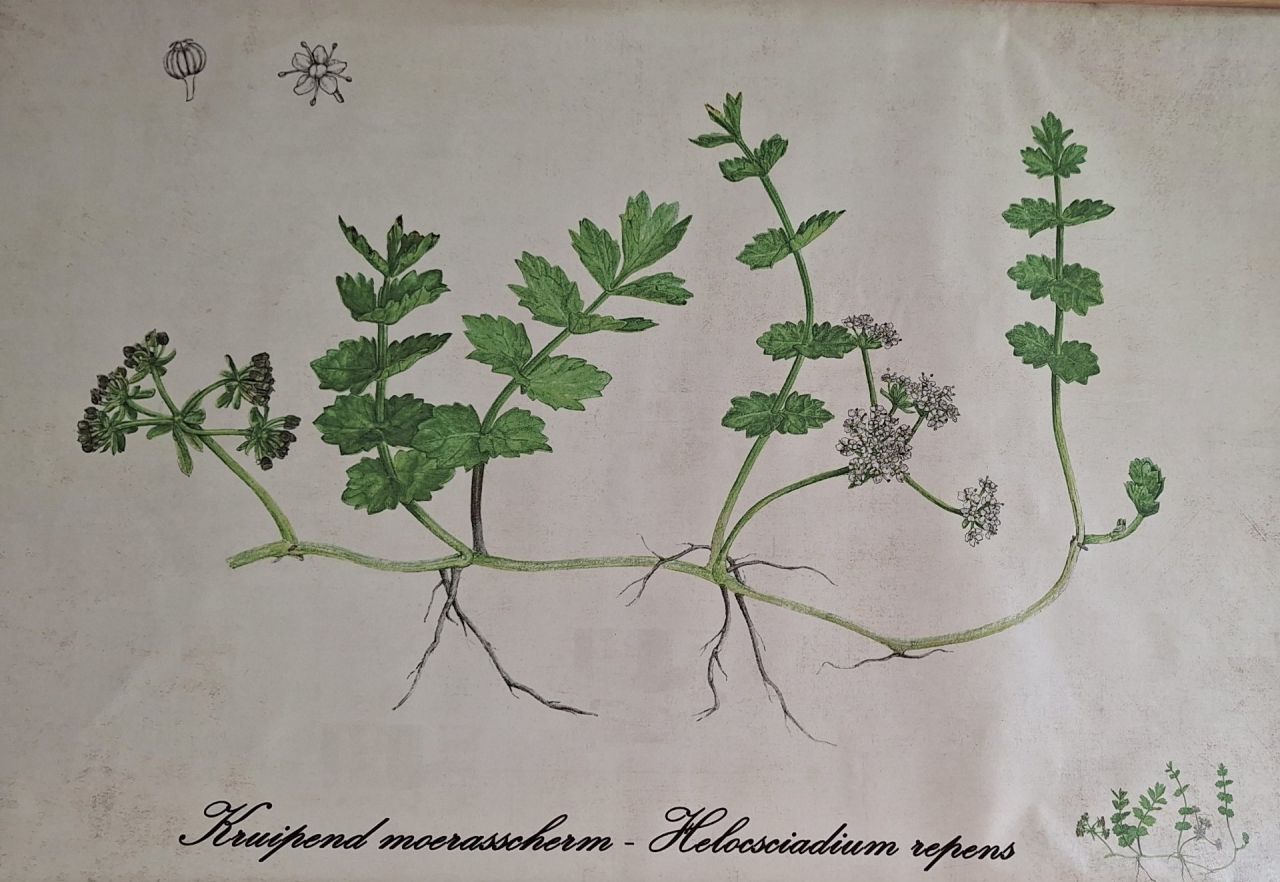 Kruipend moerasscherm_tekening