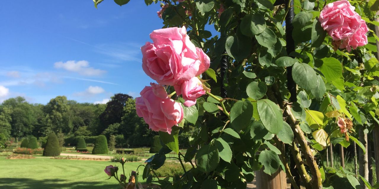 klassieke rozentuin