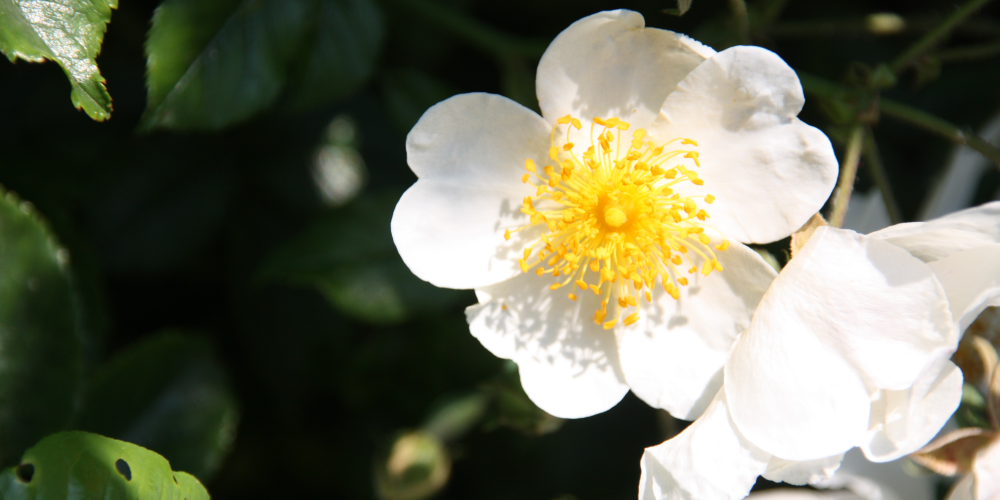 botanische rozentuin