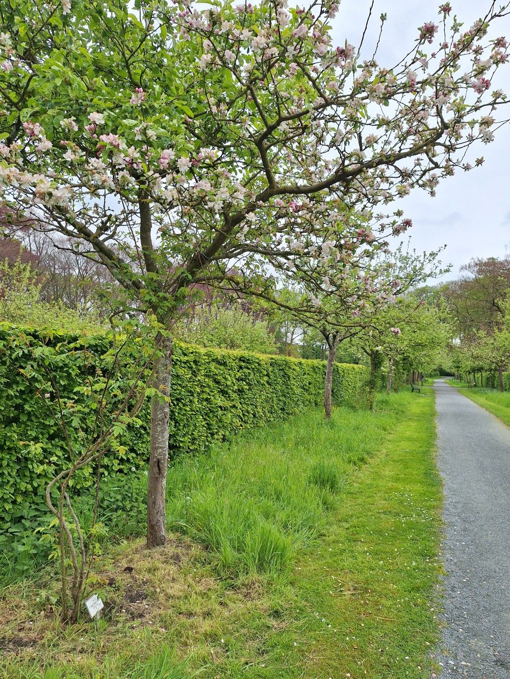 Roos klimt op appelboom