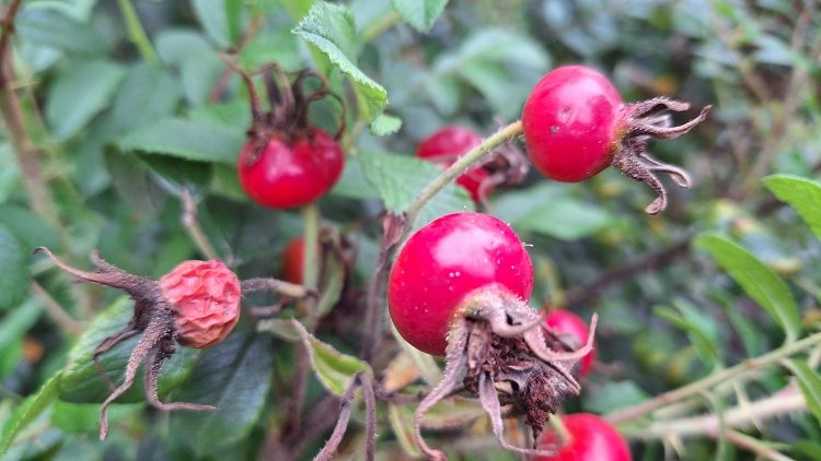 Wedstrijd rozen_rozenbottel