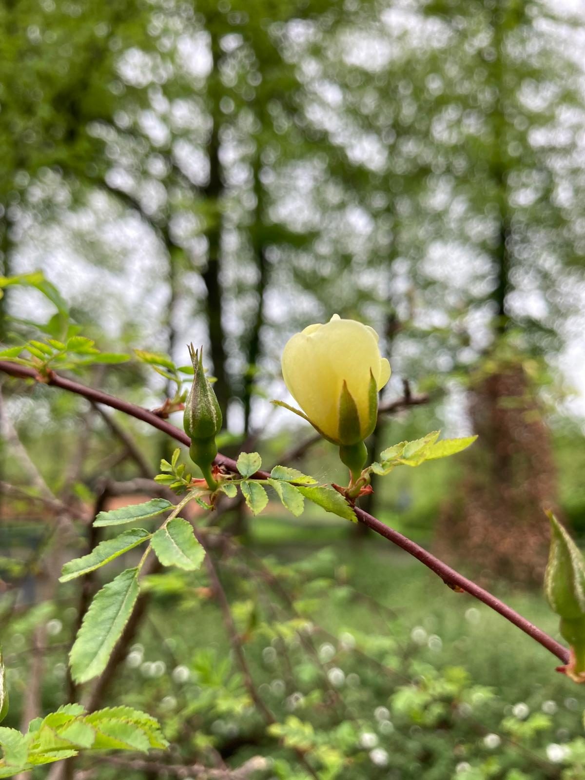 Wedstrijd_Wilde roos