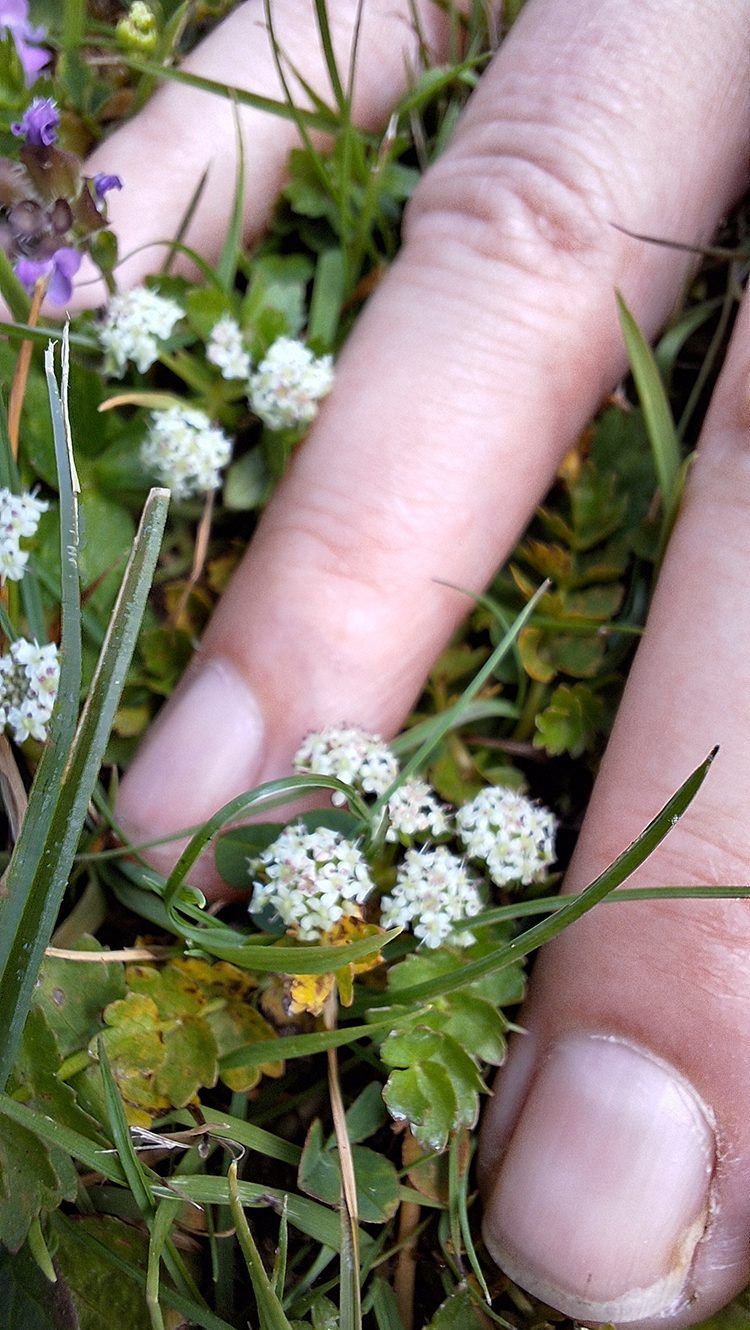 Kruipend moerasscherm in de rozentuin