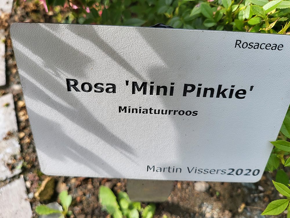 Rozen van Belgische veredelaar