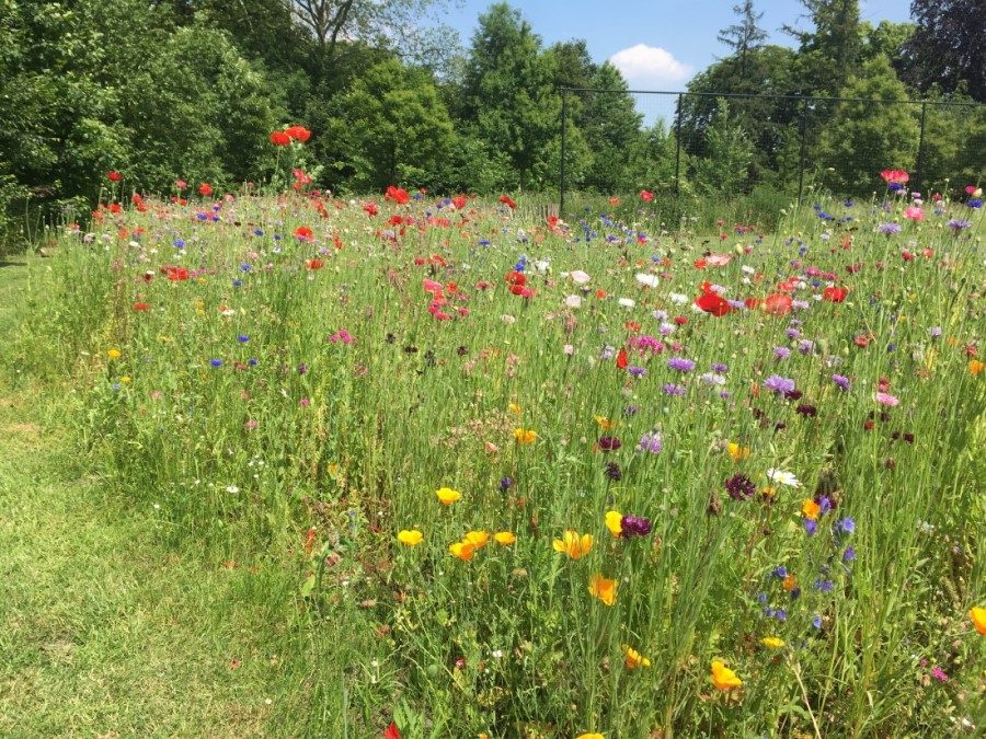 bloemenweide