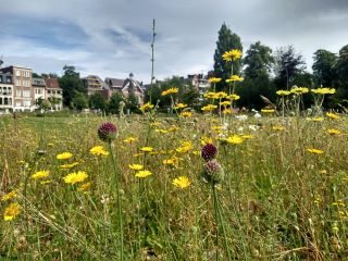 tuin provinciehuis in juli 2024
