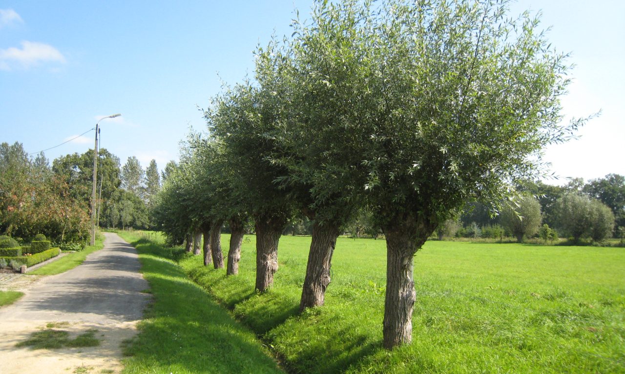 Groene weide met bomen