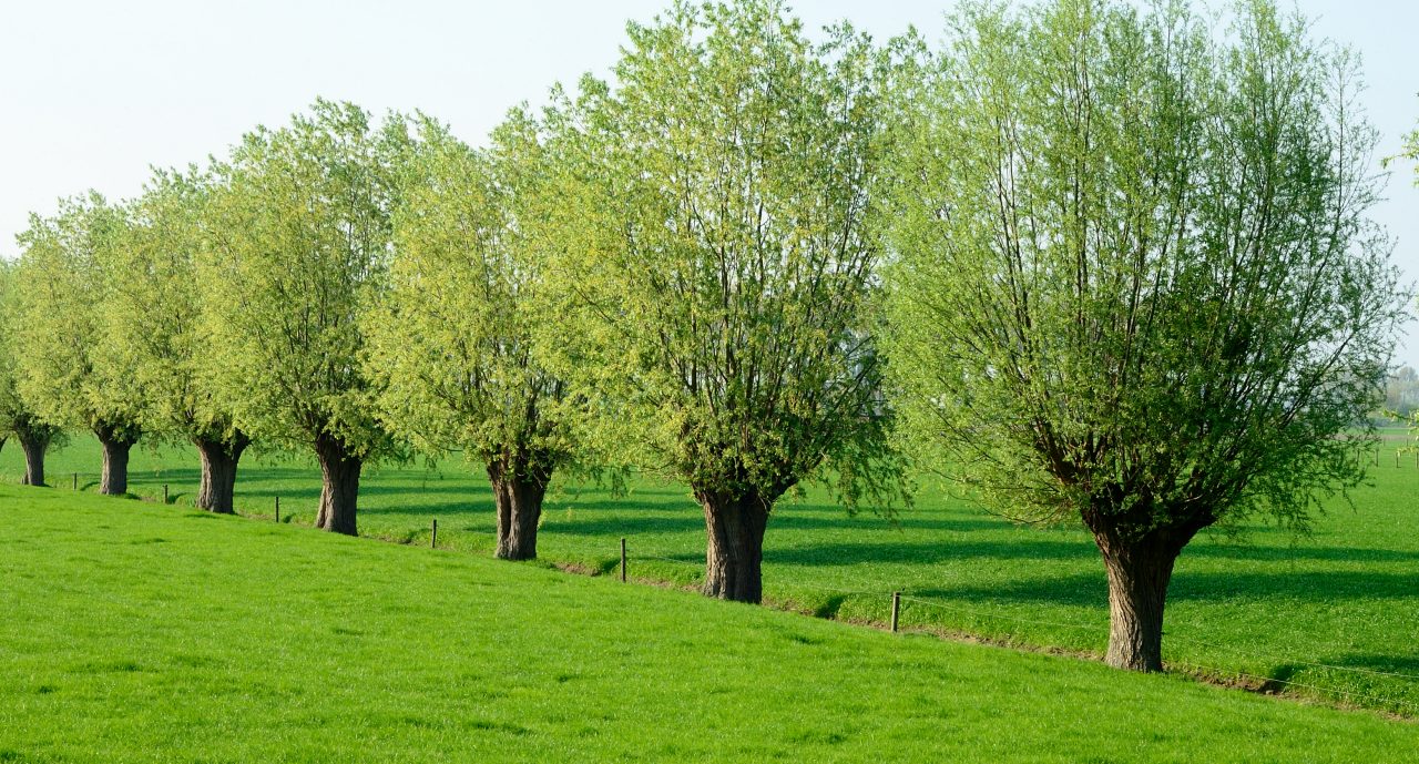 rij met knotwilgen rond landbouwperceel