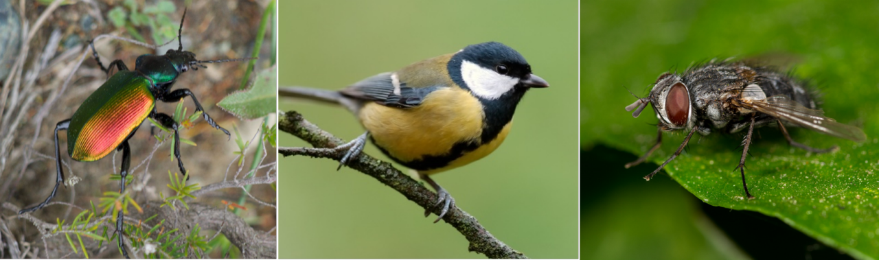 Natuurlijke vijanden: grote poppenrover, mees, sluipvlieg