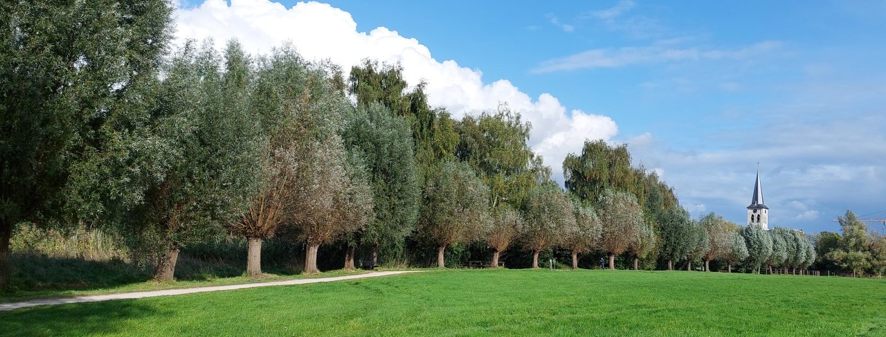 Knotbomenrij in Borsbeek