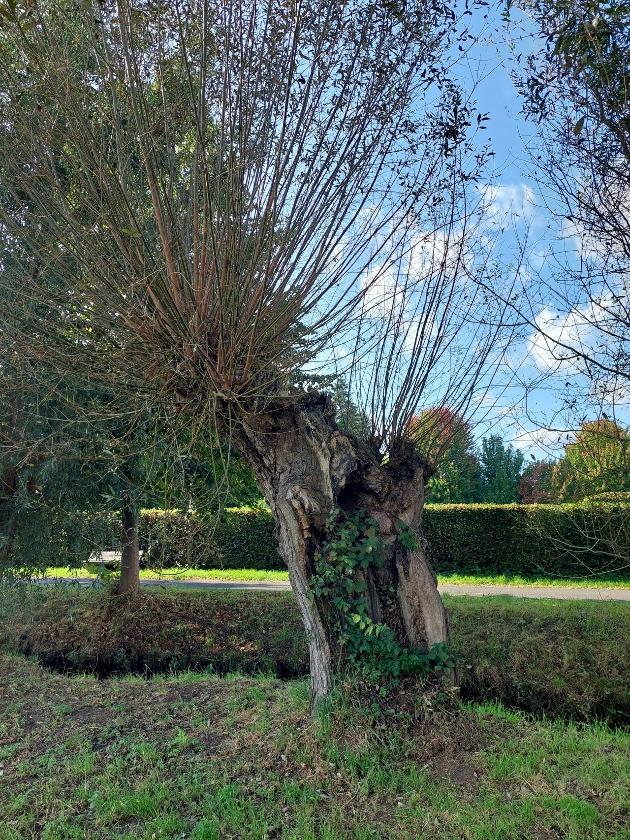 Bovenstaande knotboom scheurde uit door onvoldoende beheer.