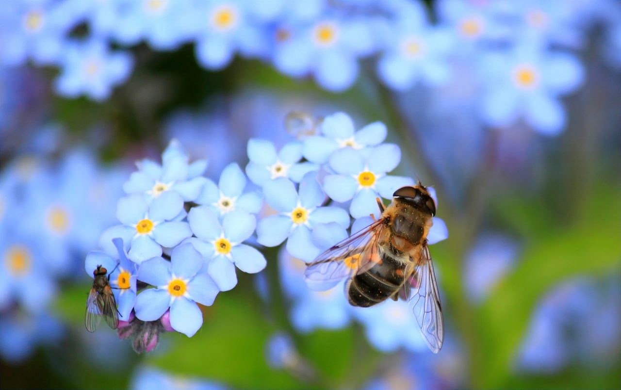 Bestuiving ecosysteemdiensten